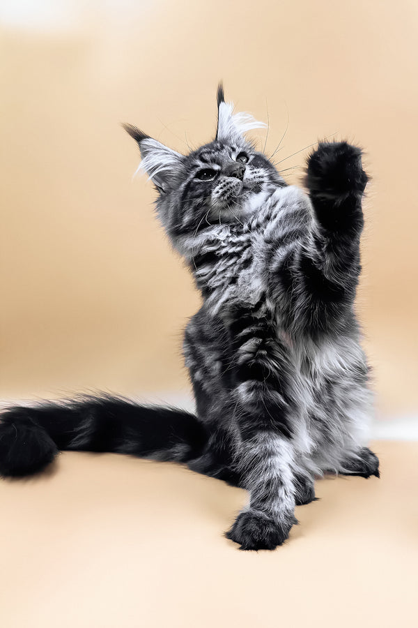 Melissa | Maine Coon Kitten