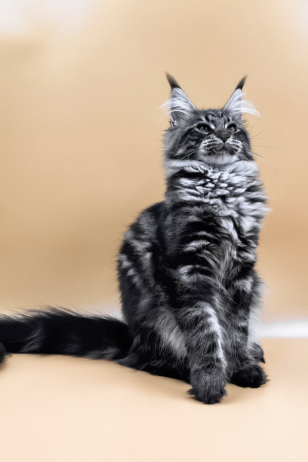 Melissa | Maine Coon Kitten