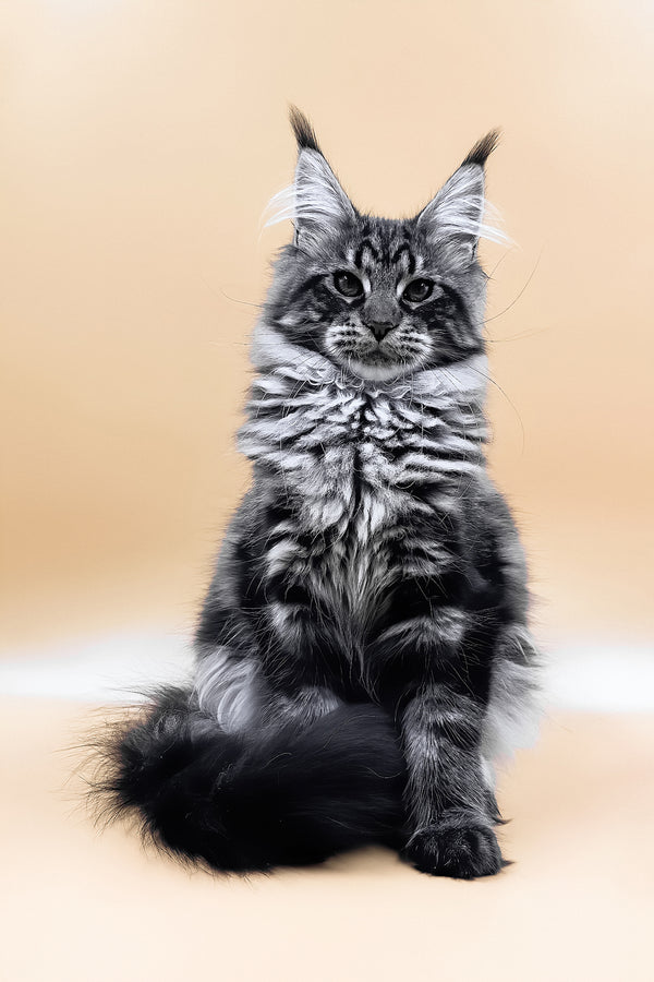 Melissa | Maine Coon Kitten