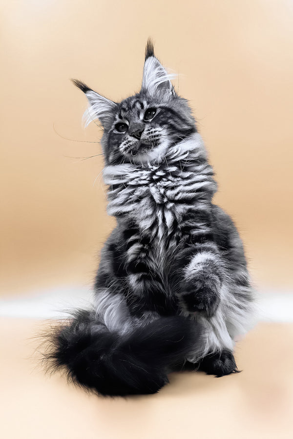 Melissa | Maine Coon Kitten