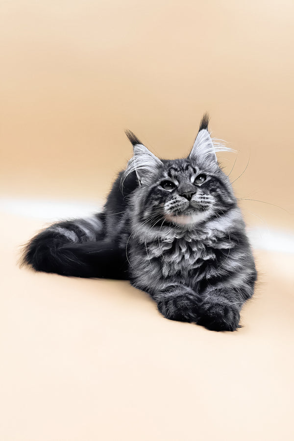 Melissa | Maine Coon Kitten