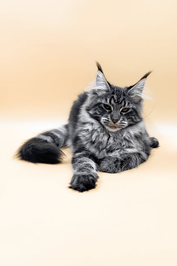 Melissa | Maine Coon Kitten