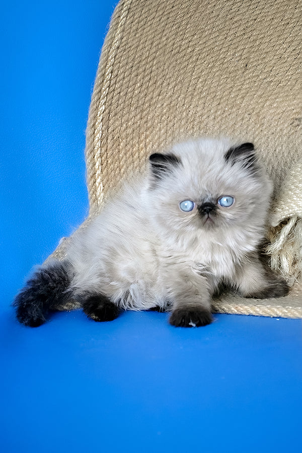 Melissa | Persian Kitten