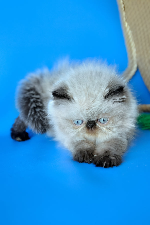 Melissa | Persian Kitten