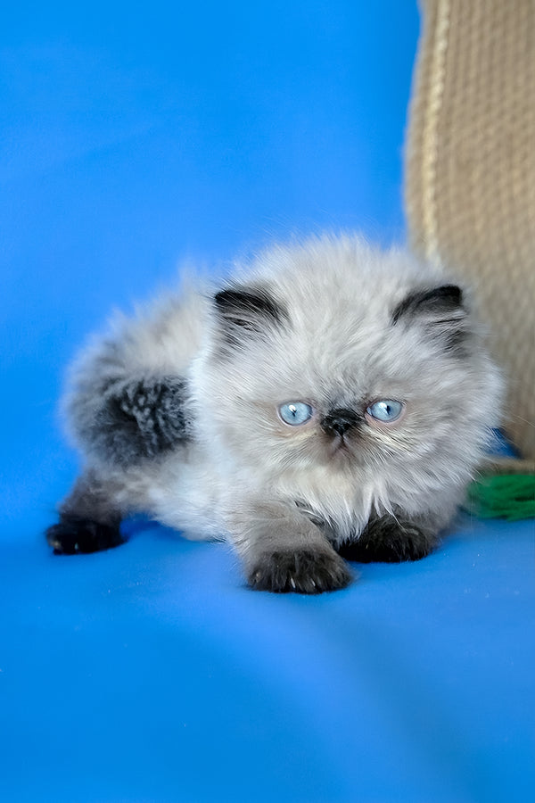 Melissa | Persian Kitten
