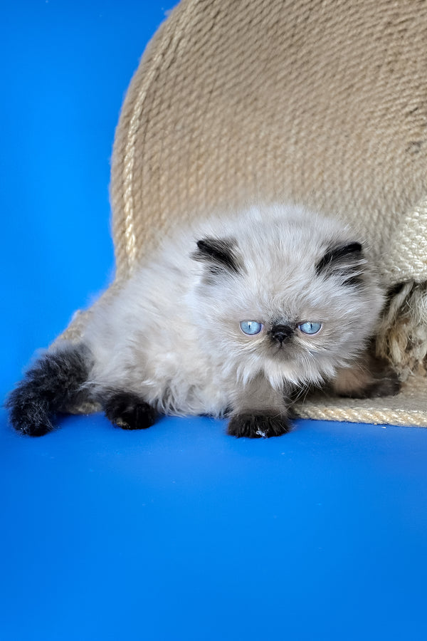 Melissa | Persian Kitten