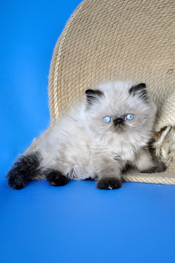 Melissa | Persian Kitten
