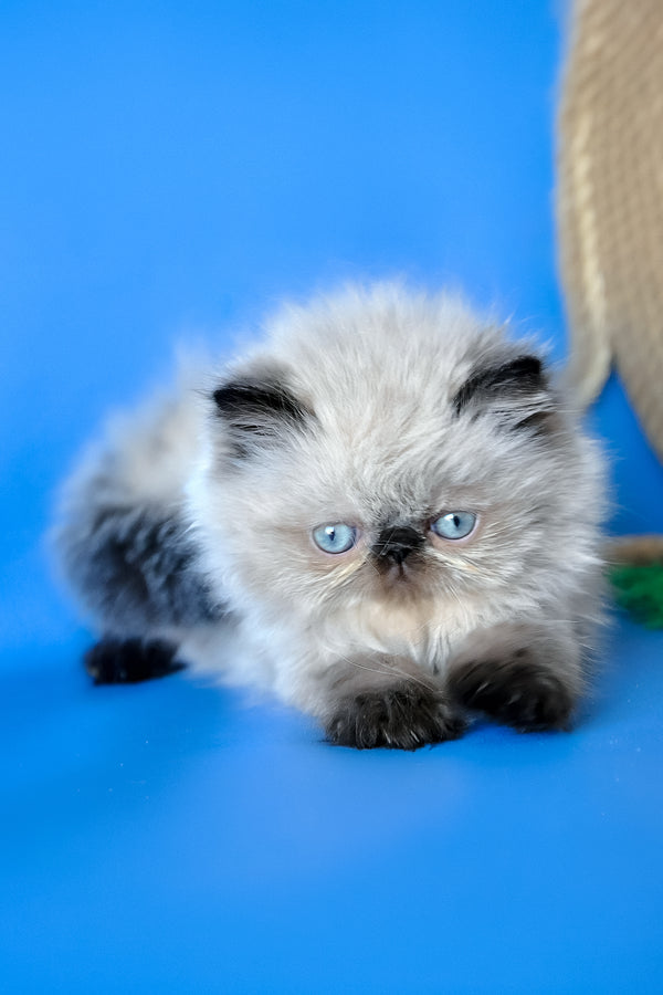 Melissa | Persian Kitten