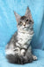 Mellisa | Maine Coon Kitten