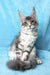 Mellisa | Maine Coon Kitten