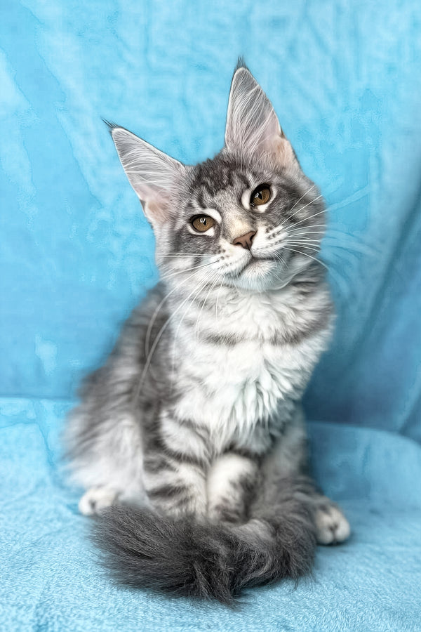 Mellisa | Maine Coon Kitten