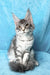 Mellisa | Maine Coon Kitten