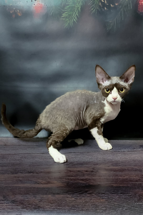 Melody | Devon Rex Kitten