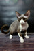 Melody | Devon Rex Kitten