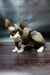 Melody | Devon Rex Kitten