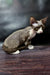 Melody | Devon Rex Kitten