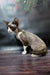 Melody | Devon Rex Kitten