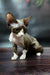 Melody | Devon Rex Kitten