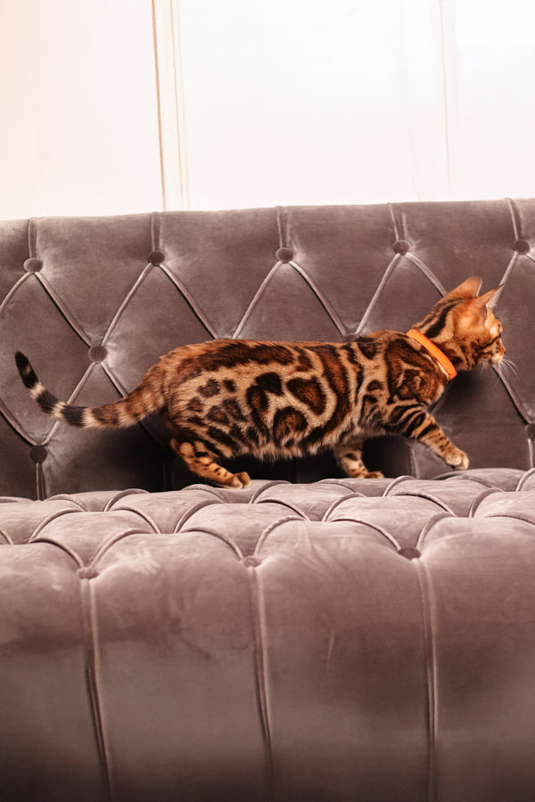 Melvyn | Bengal Kitten