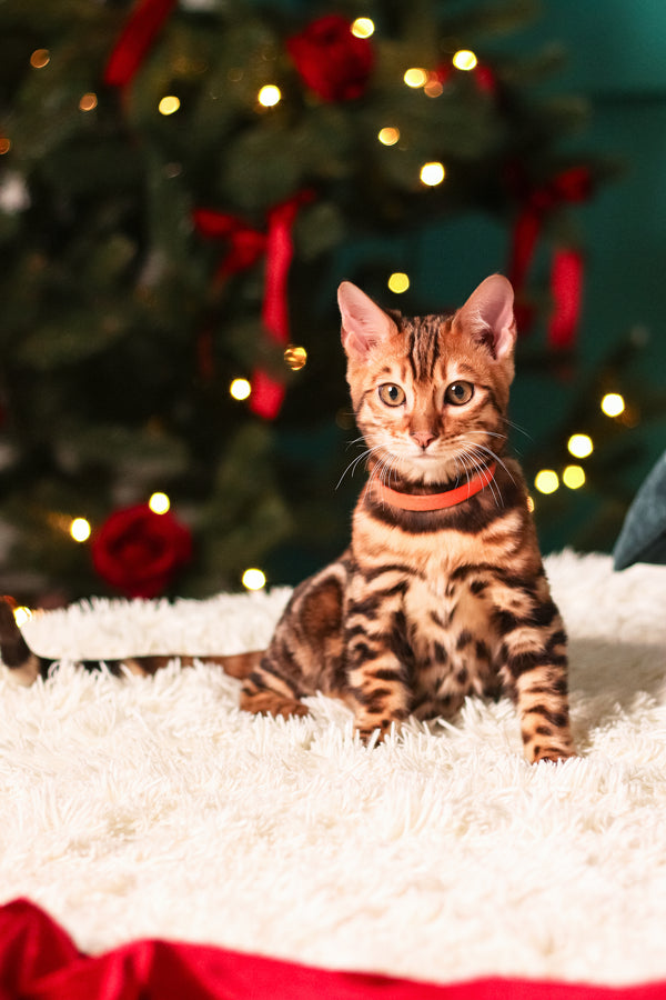 Melvyn | Bengal Kitten