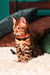 Melvyn | Bengal Kitten