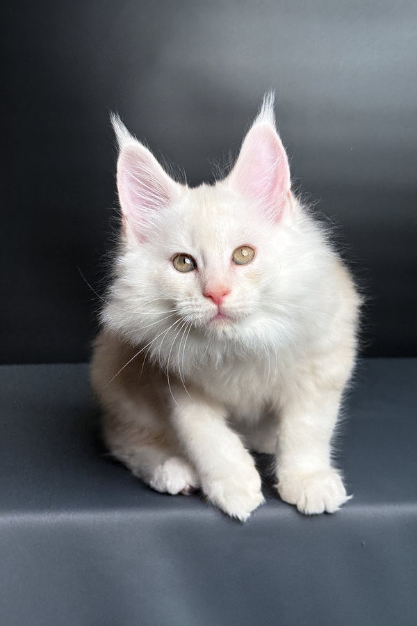 Merlin | Maine Coon Kitten