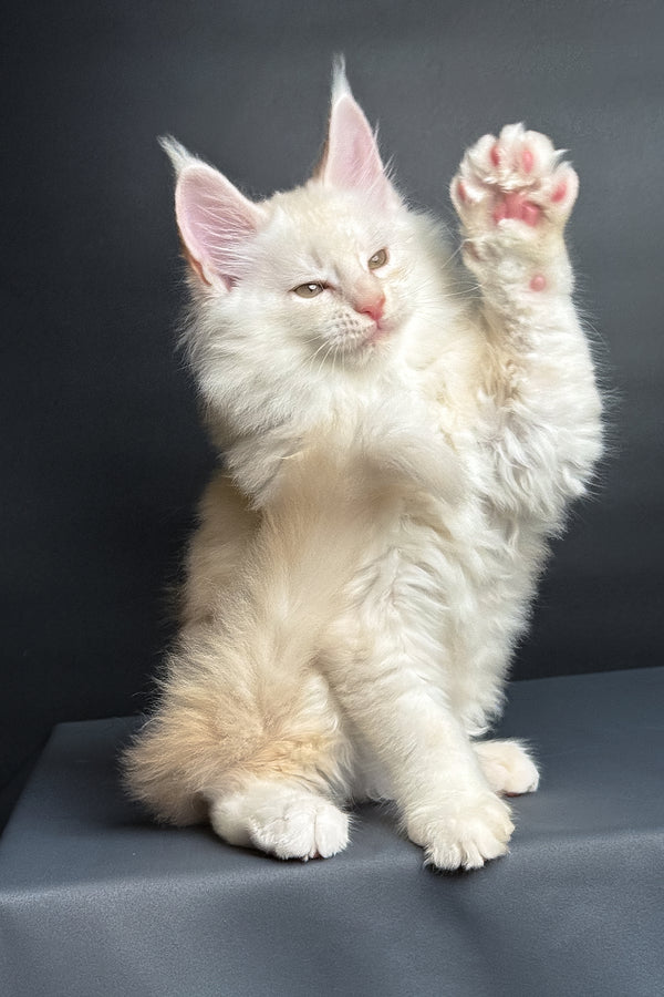 Merlin | Maine Coon Kitten