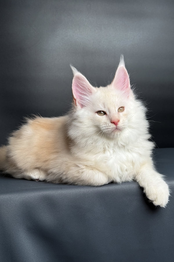 Merlin | Maine Coon Kitten
