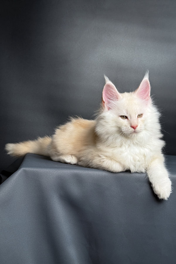 Merlin | Maine Coon Kitten