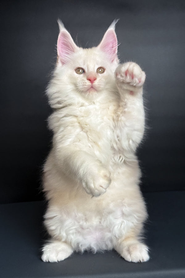 Merlin | Maine Coon Kitten