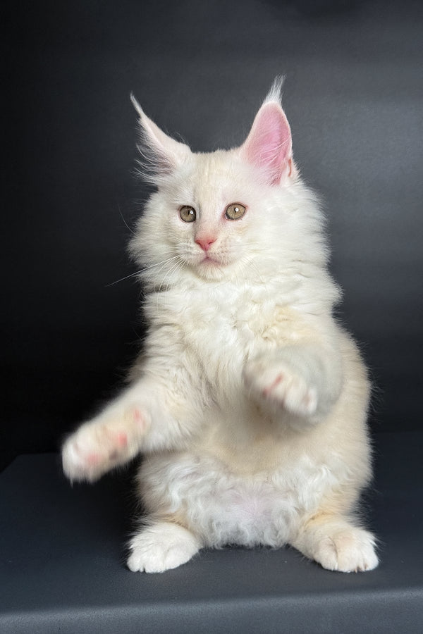 Merlin | Maine Coon Kitten