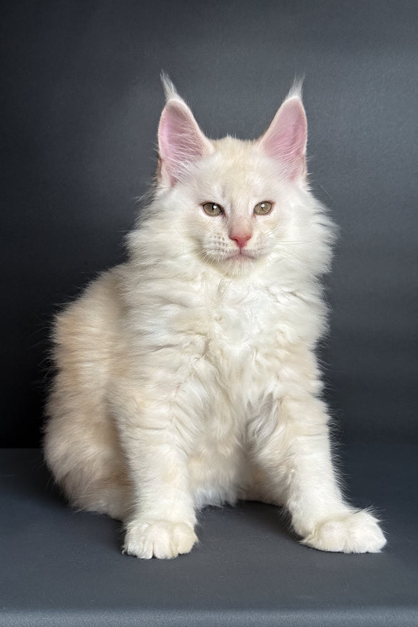 Merlin | Maine Coon Kitten