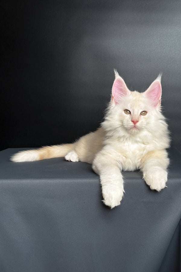 Merlin | Maine Coon Kitten