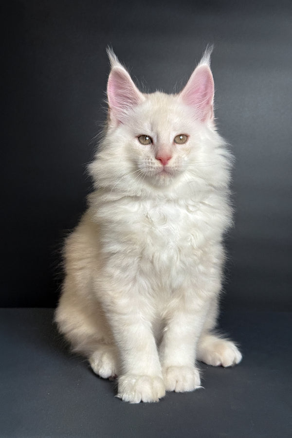 Merlin | Maine Coon Kitten