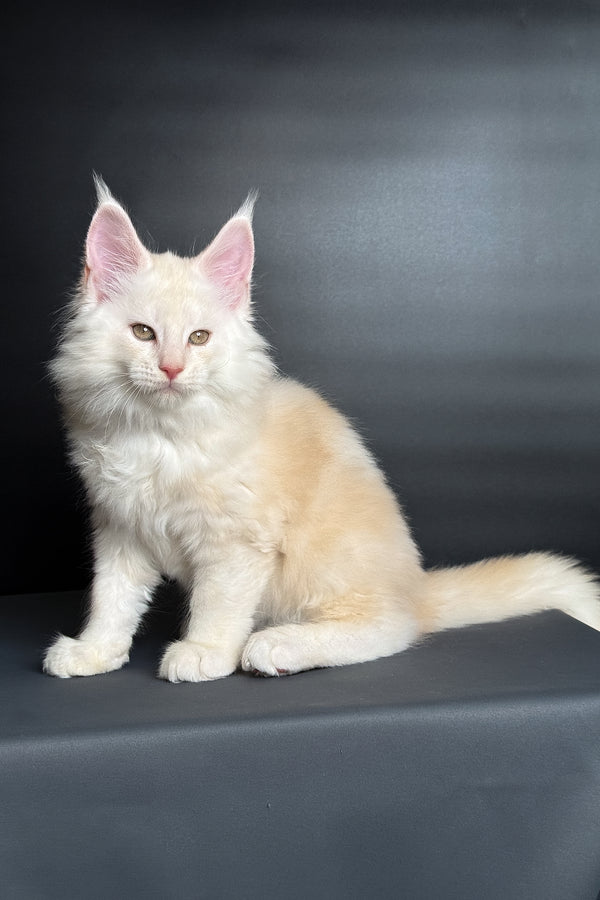 Merlin | Maine Coon Kitten