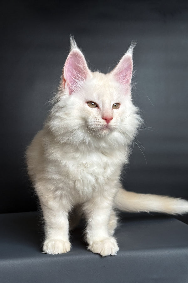 Merlin | Maine Coon Kitten