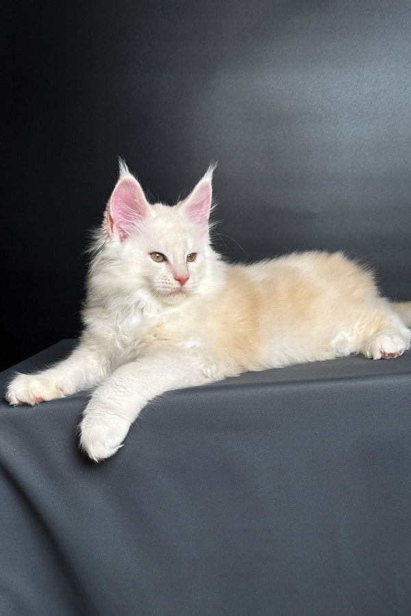 Merlin | Maine Coon Kitten