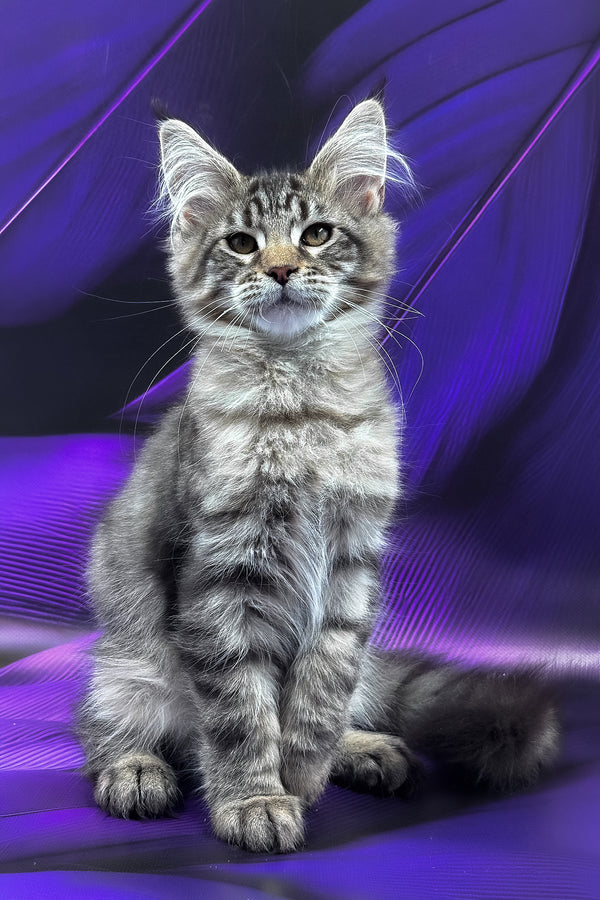 Mers | Maine Coon Kitten