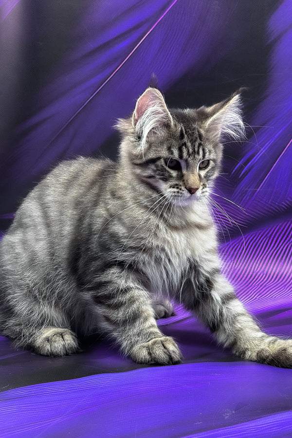 Mers | Maine Coon Kitten