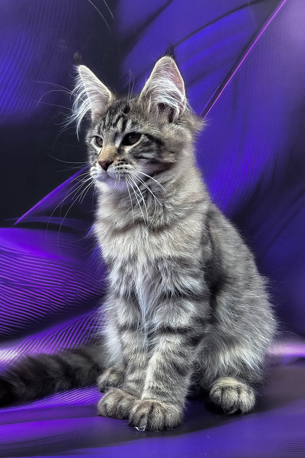 Mers | Maine Coon Kitten