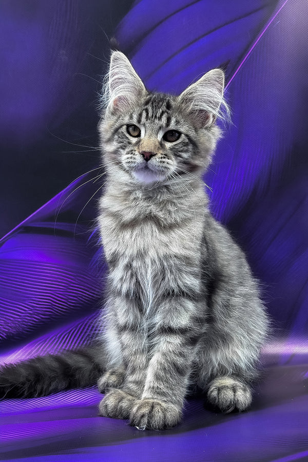 Mers | Maine Coon Kitten