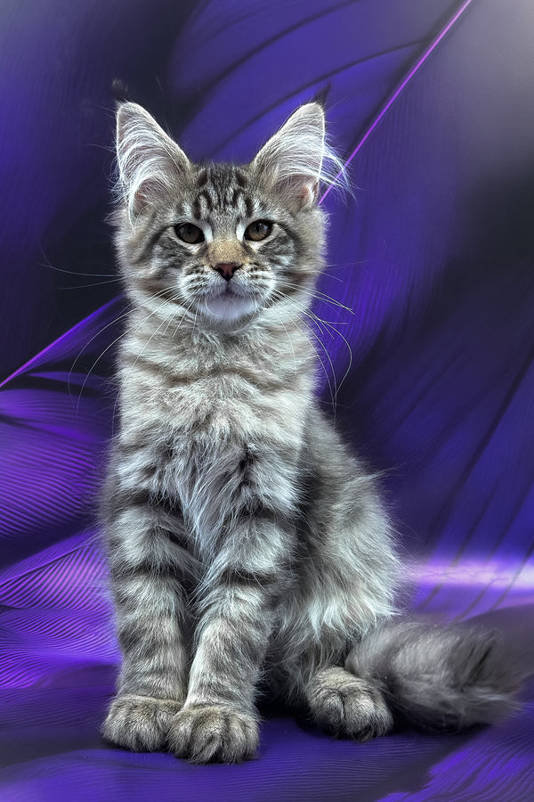 Mers | Maine Coon Kitten
