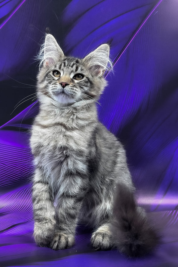 Mers | Maine Coon Kitten