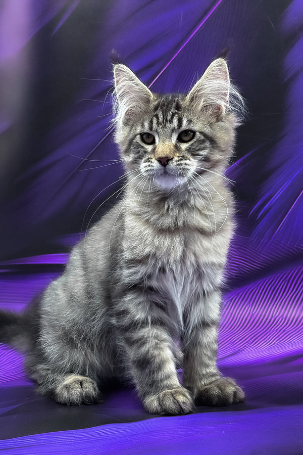 Mers | Maine Coon Kitten