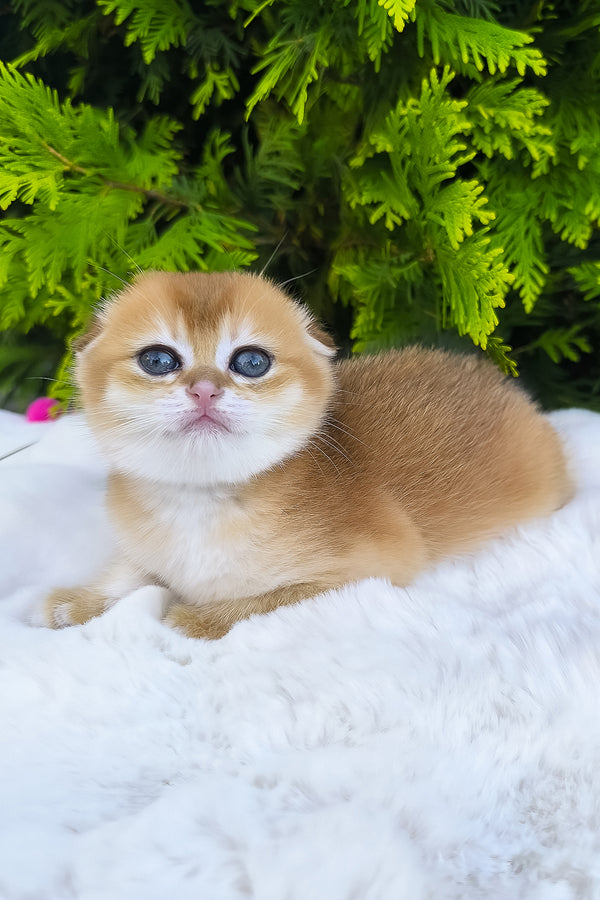 Mia | Scottish Fold Kitten