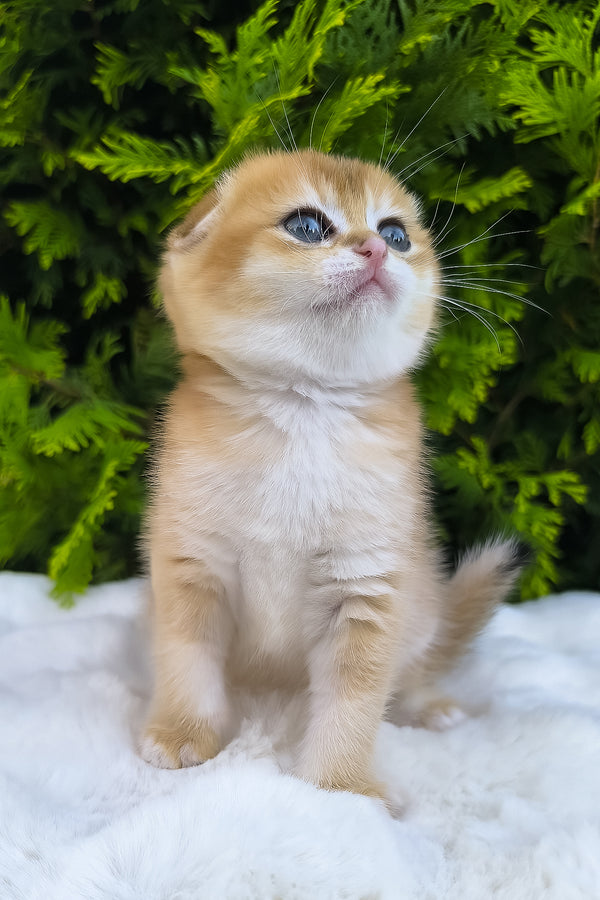 Mia | Scottish Fold Kitten