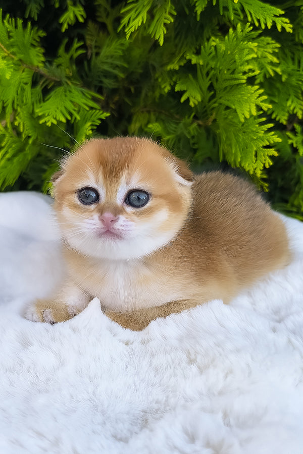Mia | Scottish Fold Kitten