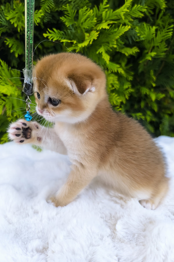 Mia | Scottish Fold Kitten