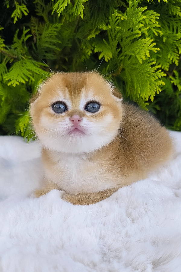 Mia | Scottish Fold Kitten