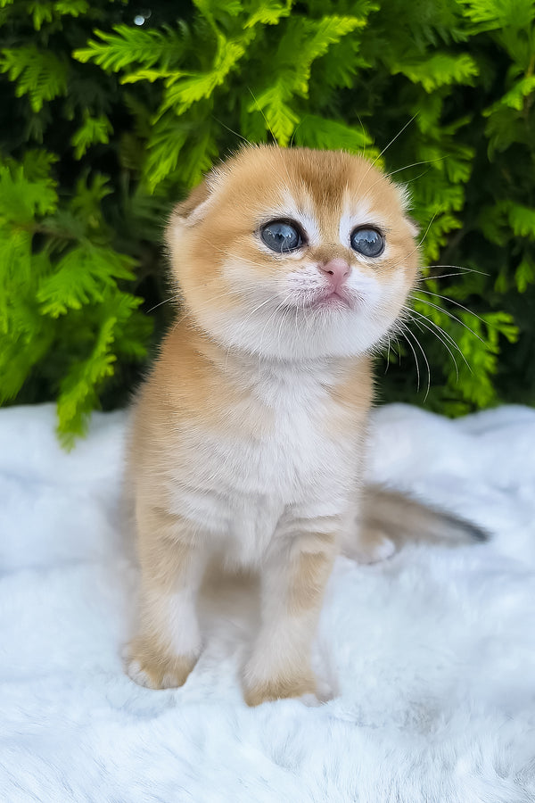 Mia | Scottish Fold Kitten
